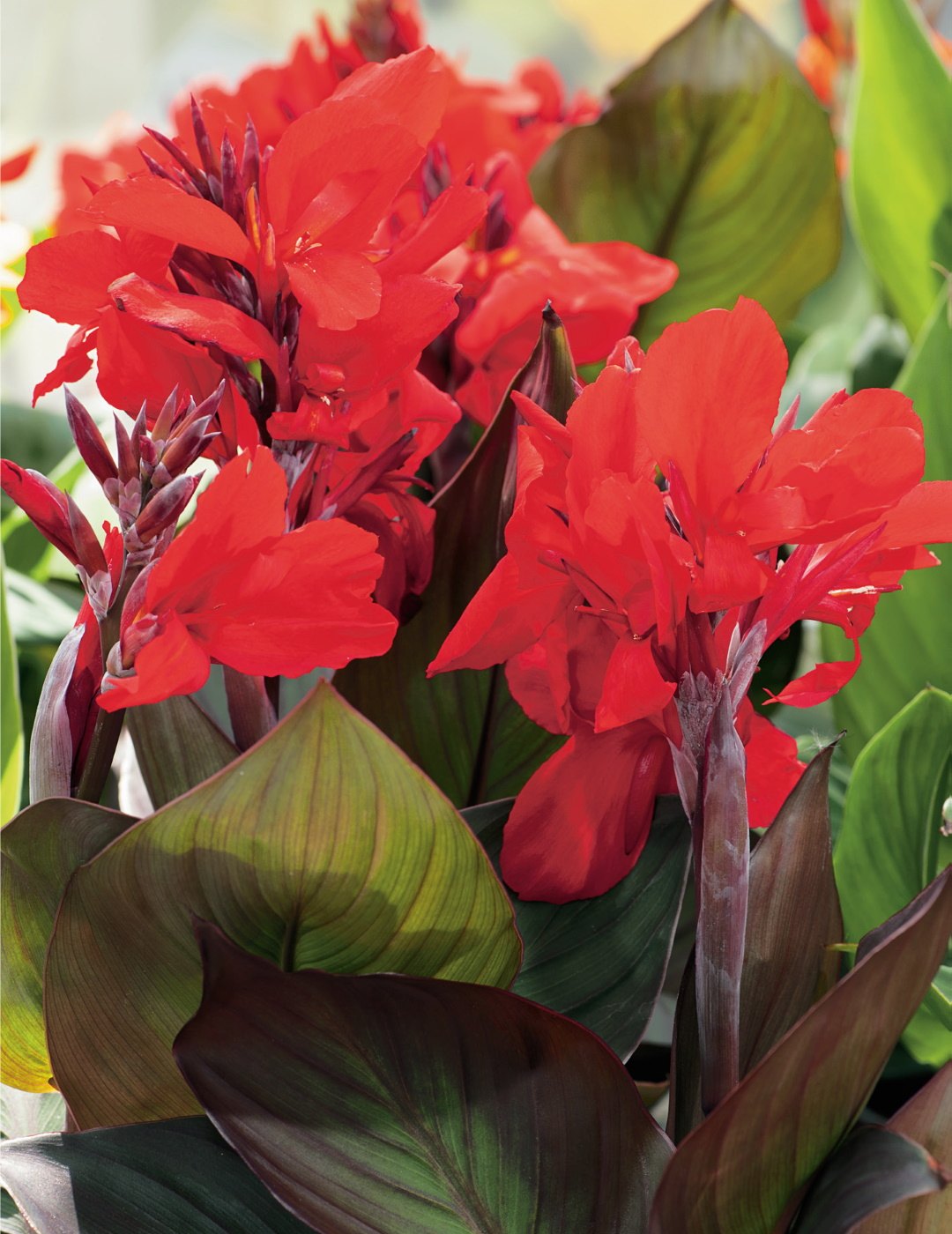 Canna Lily Bronze Scarlet Summer Flowering Bulbs Mr Fothergill S