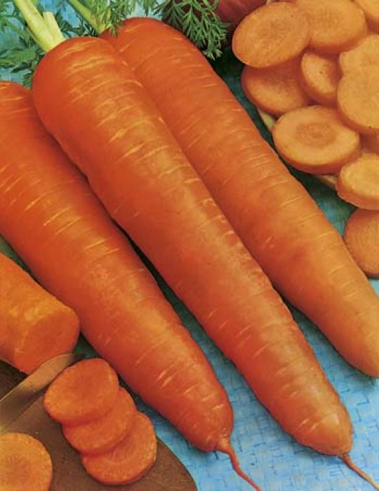 Carrot Topweight Improved