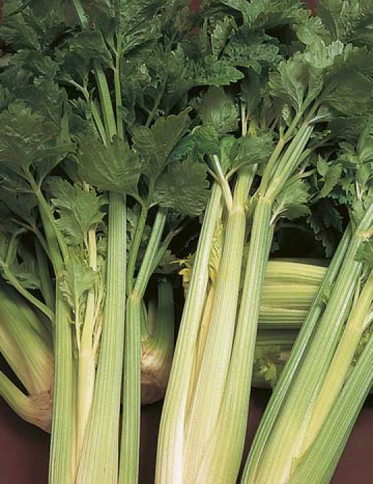 Celery Golden Self Blanching
