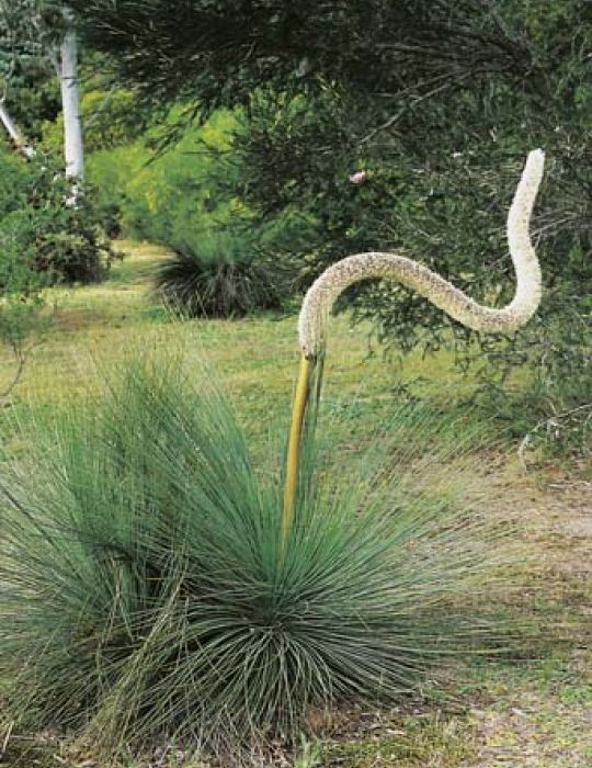 Australian Grass Tree WILDFLOWER