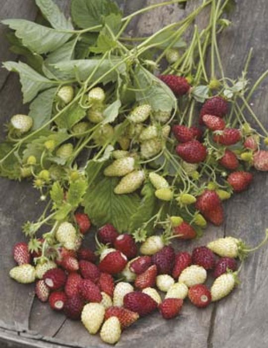 Strawberry Red & White VEGETABLE EXPLORER (Seeds)