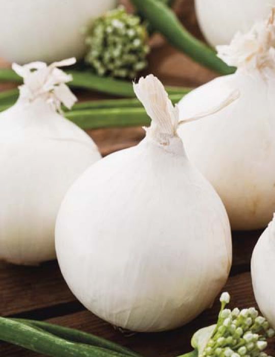 Onion Gladalan White