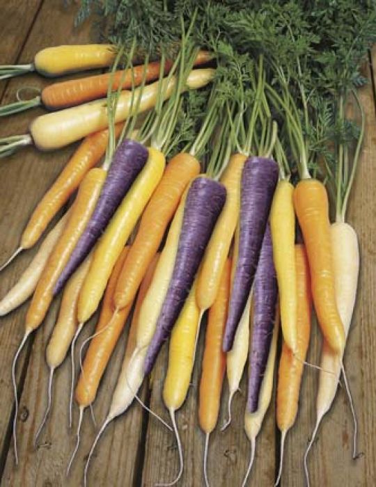 Carrot Harlequin