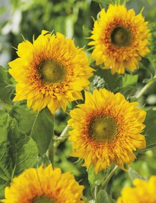 Sunflower Double Delight F1