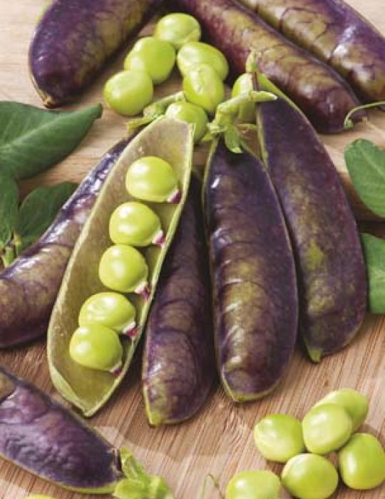 Pea Shiras - NOT AVAILABLE TO TAS