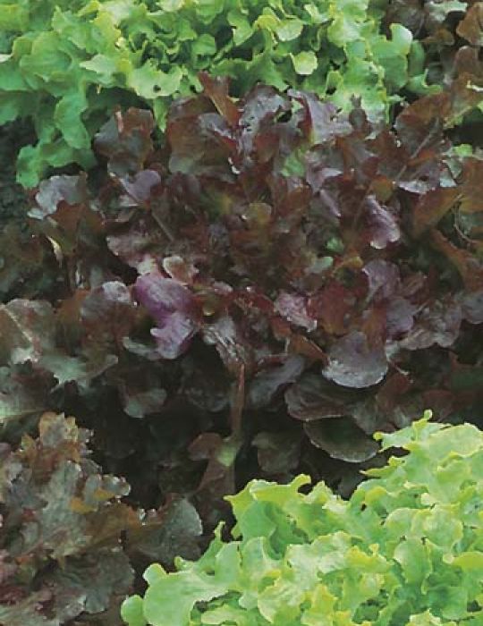 Lettuce Red and Green Salad Bowl ORGANIC