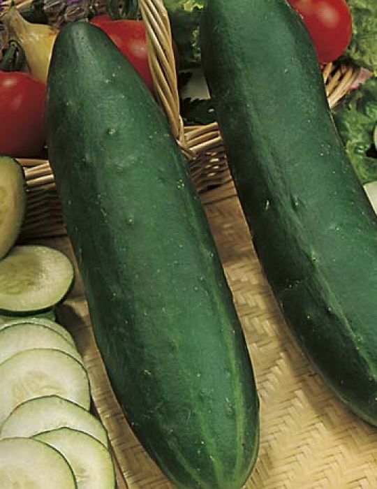 Cucumber Long Green Supermarket