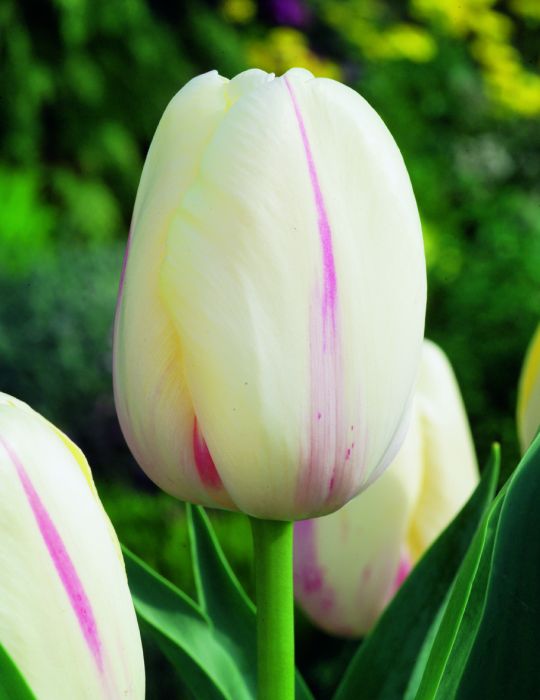 Tulip Camargue