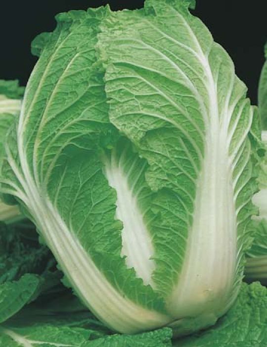 Cabbage Chinese Nagaoka F1