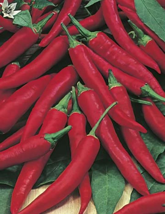 Chilli Pepper Cayenne Hot