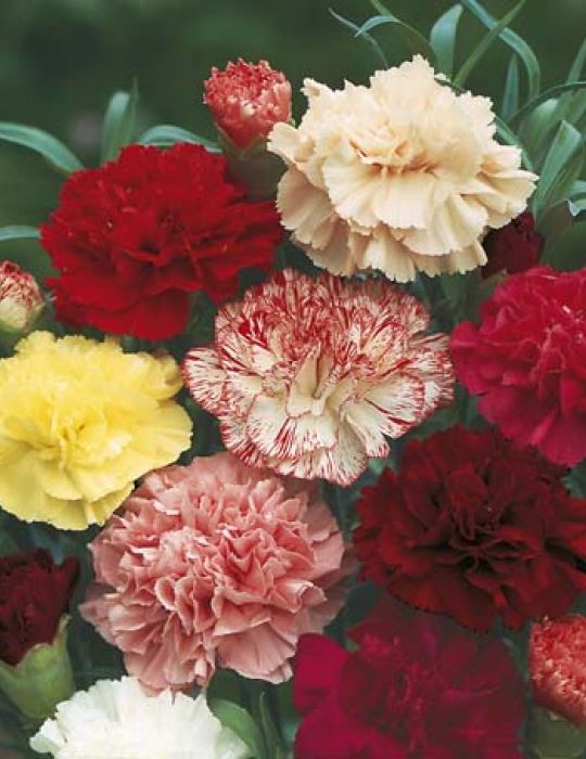 Carnation Choice Double Mixed