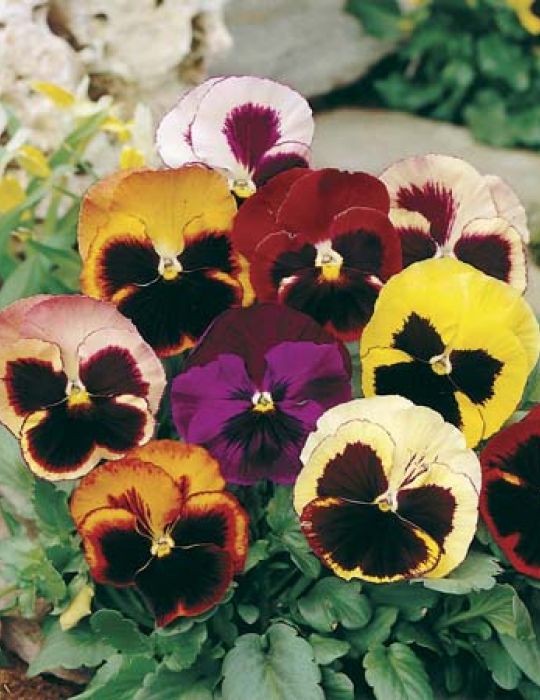 Pansy 'Swiss Giants Mixed'