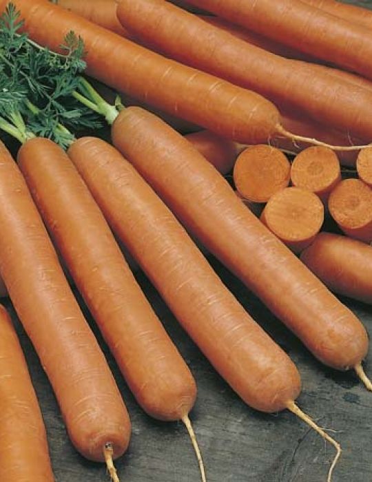 Carrot Early Nantes ORGANIC