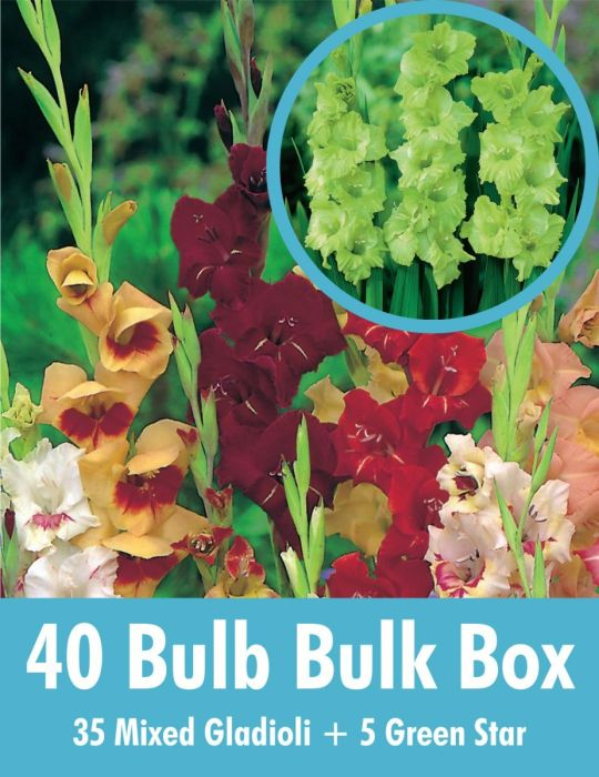 Gladioli Mixed Bulk Box