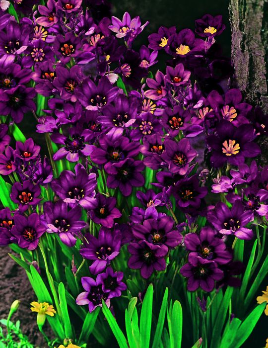Sparaxis Purple Flower Seeds Sparaxis Seeds