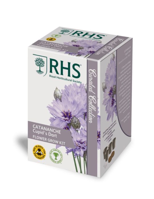 RHS Catananche Cupid’s Dart Flower Grow Kit				