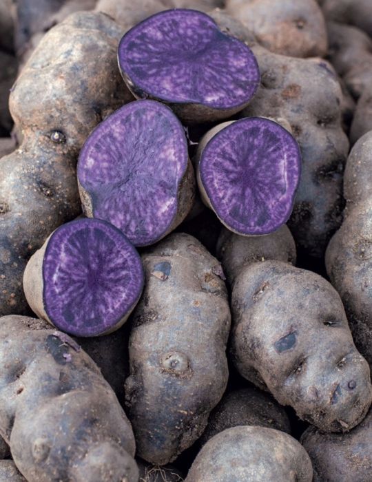 Seed Potato - Purple Congo 500g bag
