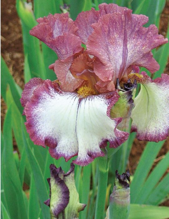 Bearded Iris Silk Rim (season: Winter)