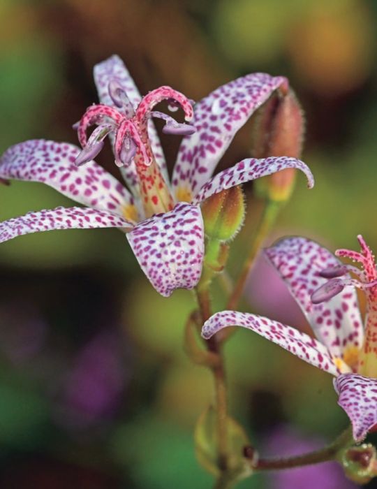 Japanese Toad Lily (season: Winter)