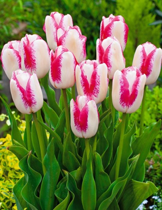 Tulip Salvo