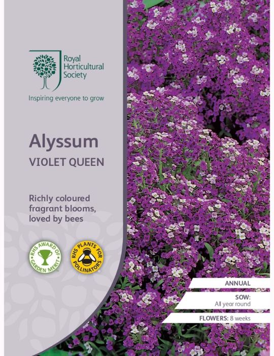 Alyssum Violet Queen