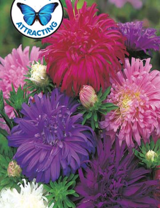 Giants of California Aster 250 Seeds 