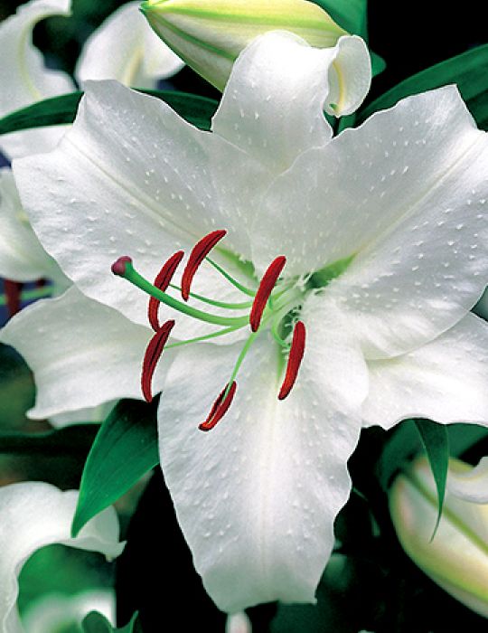 Oriental Lily | Summer Flowering Bulbs | Bulbs