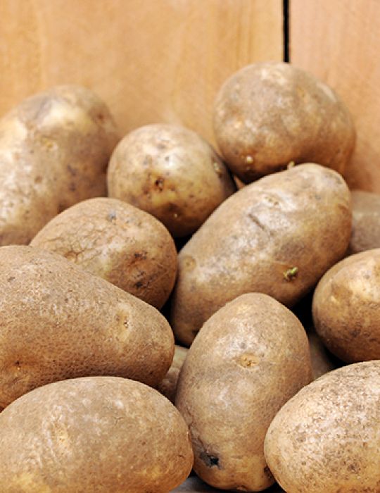 Potato Russett Burbank 1kg Bag