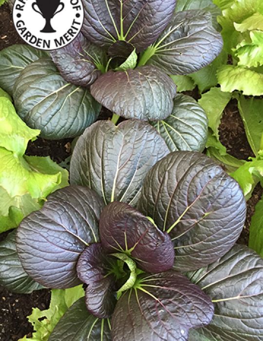 Pak Choi Red Choi F1-100 Seeds Mr Fothergills Vegetable Pictorial Packet