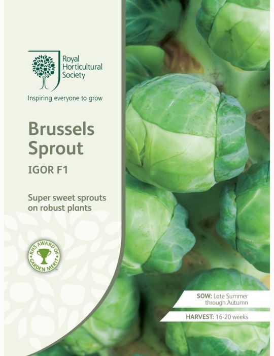 Brussels Sprout Igor F1