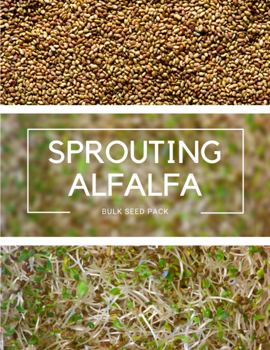 Sprouting Alfalfa - BULK BAG - NOT AVAILABLE TO WA