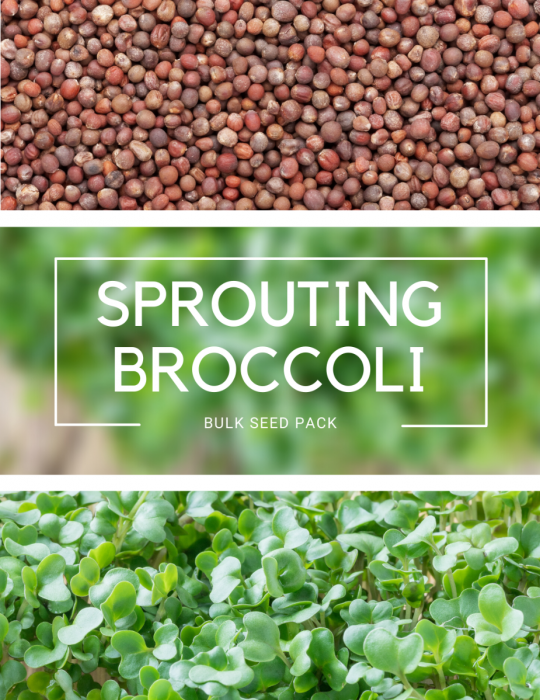 Sprouting Broccoli - BULK BAG 