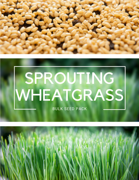 Wheatgrass - BULK BAG - NOT AVAILABLE TO TAS