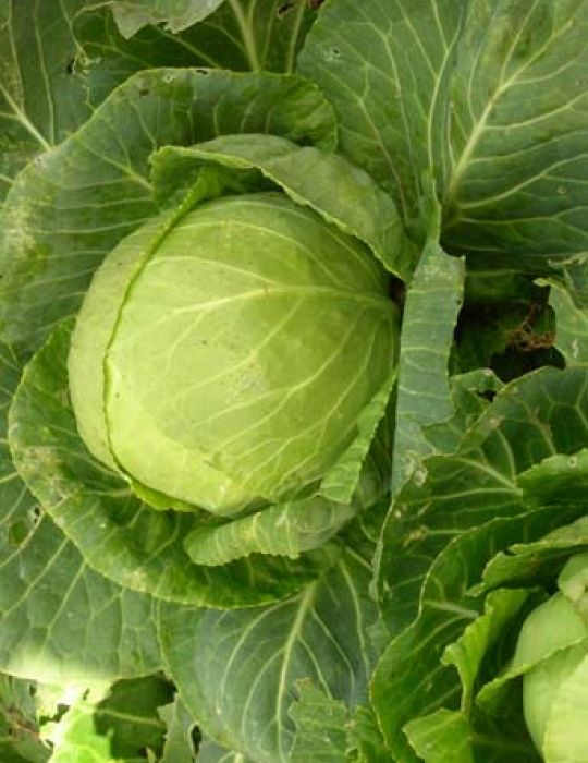 Cabbage Mini HEIRLOOM