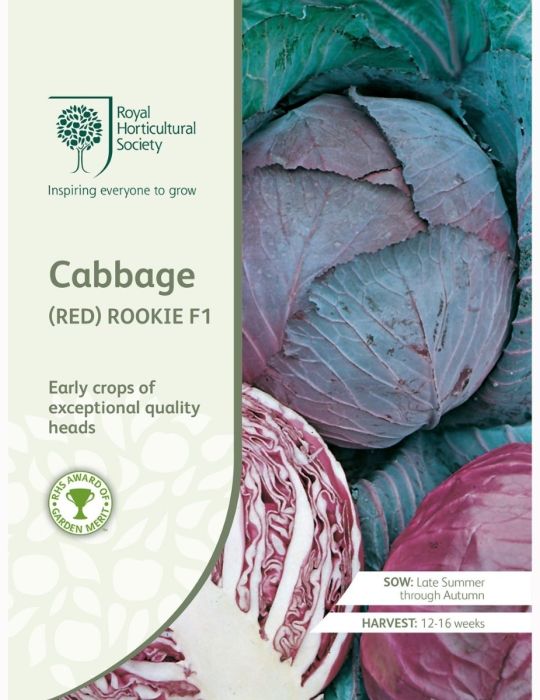 Cabbage (Red) Rookie F1