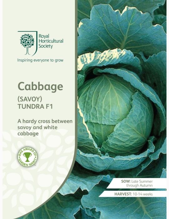 Cabbage (Savoy) Tundra F1