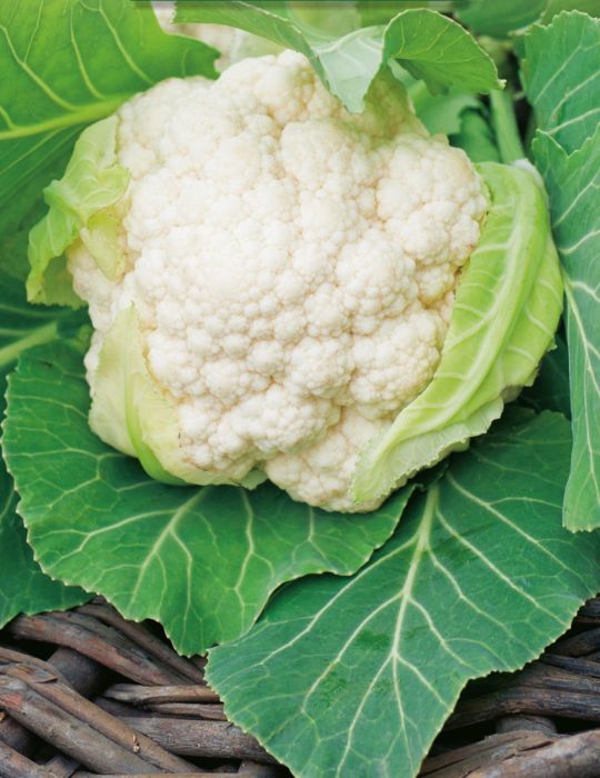Cauliflower Mini White F1
