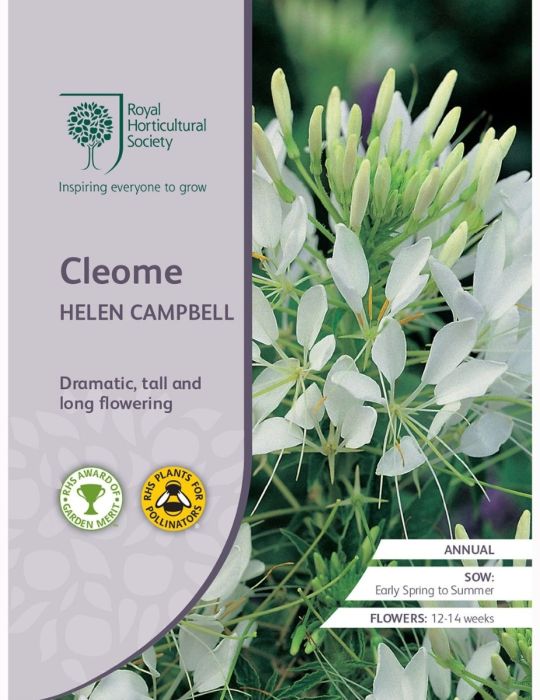 Cleome Helen Campbell
