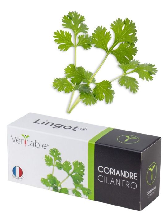 Véritable® Seed Lingot® - Coriander/Cilantro
