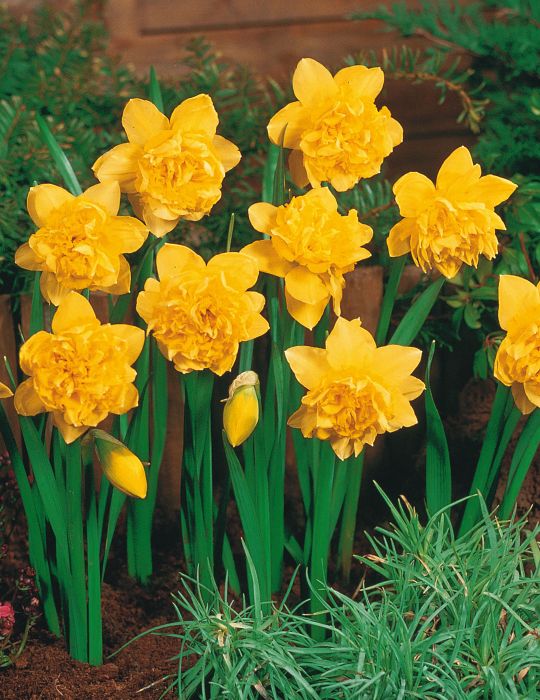 Daffodil Dick Wilden
