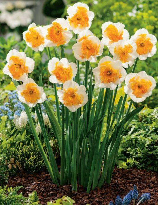 Daffodil Love Call