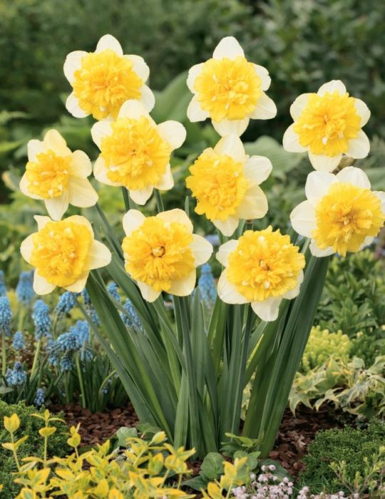 Daffodil Full House