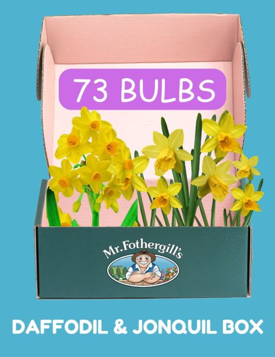 Daffodil & Jonquil Bulk Box