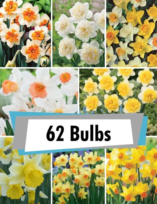 Mega Daffodil Bulk Box