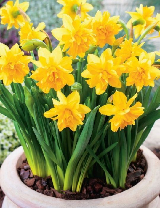 Daffodil Mini Tete Boucle