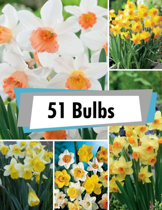 Daffodil Bulk Box