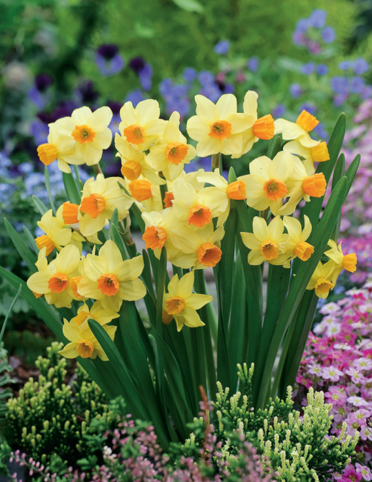 Daffodil Spring Sunshine