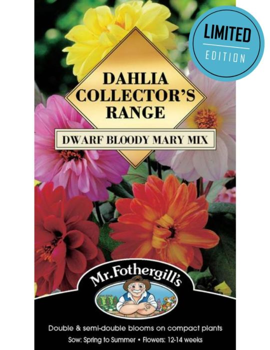 Dahlia Dwarf Bloody Mary Mix (Seeds) LIMITED EDITION