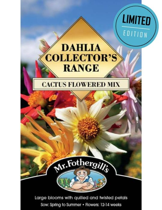 Dahlia Cactus Flowered Hybrids Mix (Seeds) LIMITED EDITION