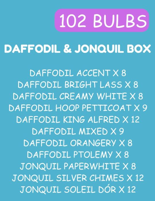 Daffodil & Jonquil Bulk Box 2